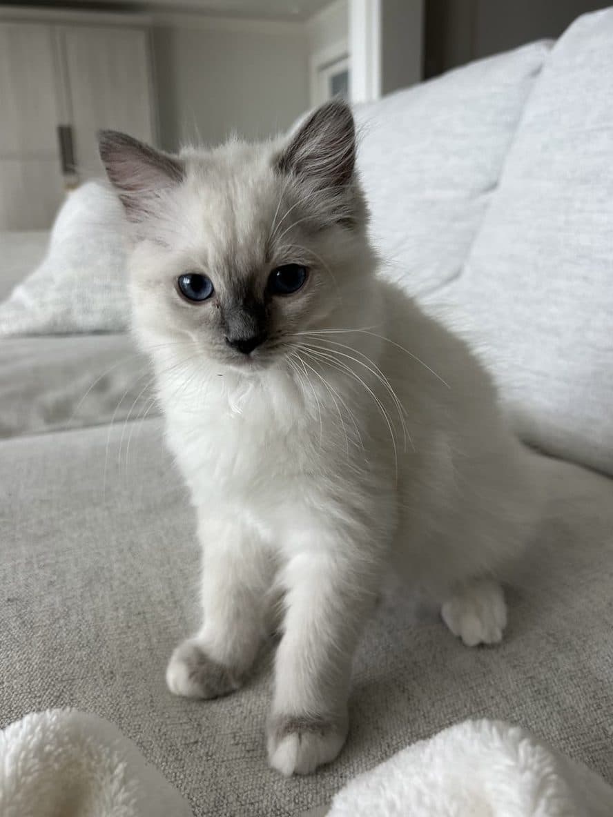 A fluffy kitten, then the same kitten with its coat shaved.