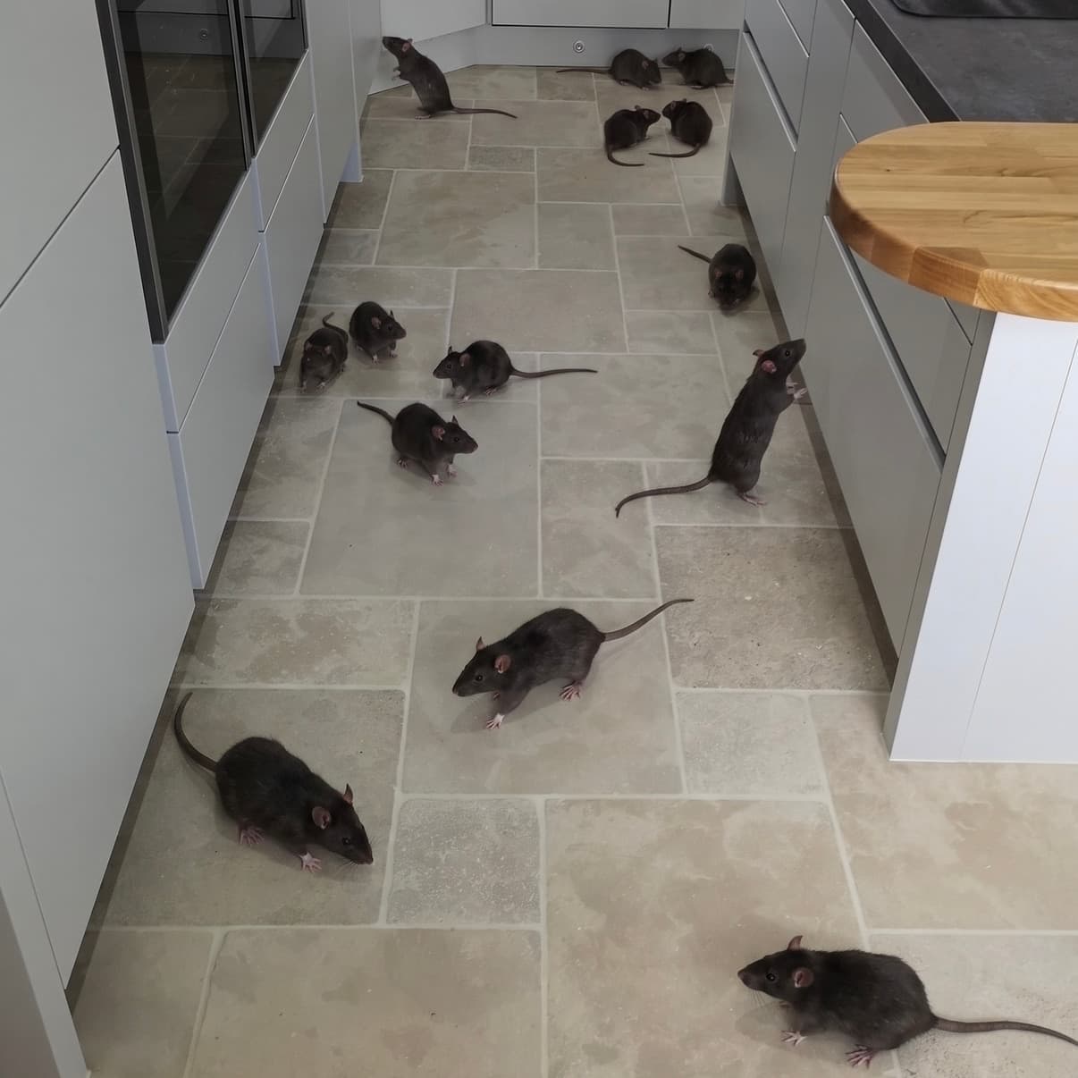 Result — Rat