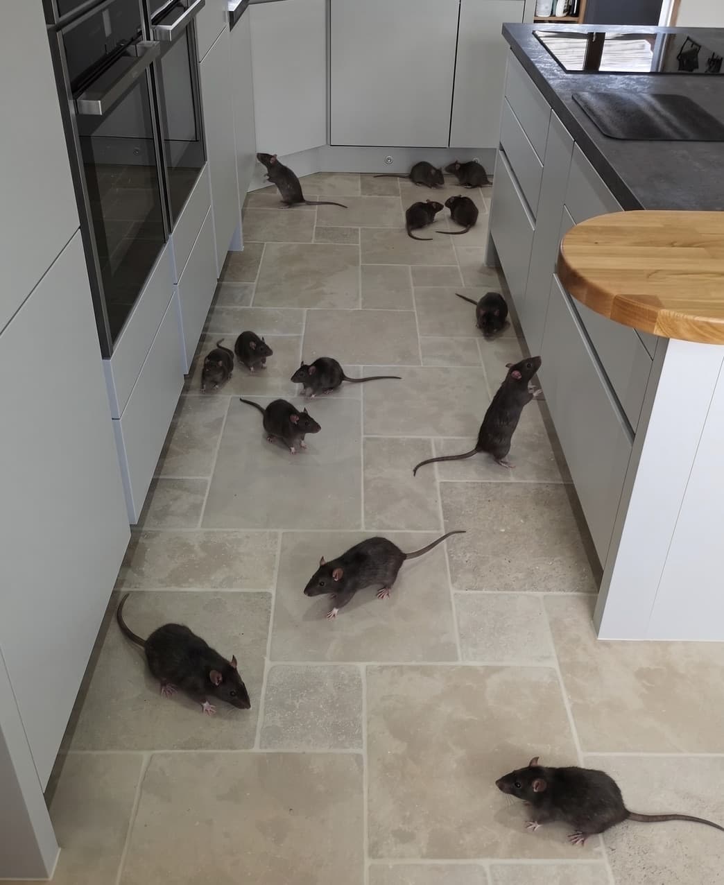 Result — Rat