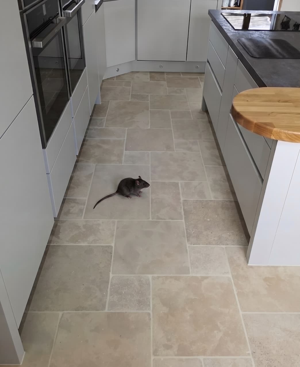 Result — Rat